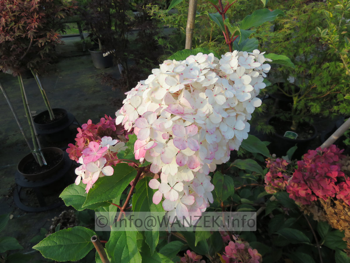 Hydrangea paniculata Vanilla Fraise 03.JPG